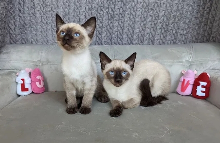 downtown siamese kittens