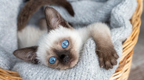 different siamese