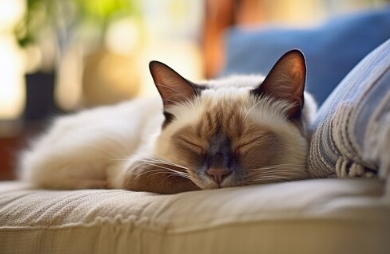 cornish rex siamese