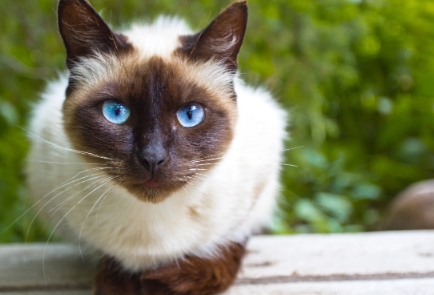 classic siamese cat