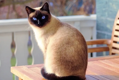 chonky siamese cat