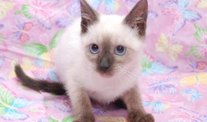 chocolate siamese cat for sale