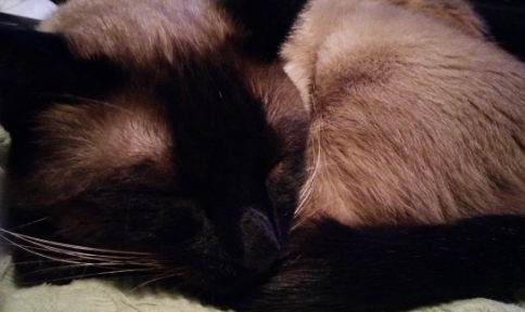 chocolate seal point siamese