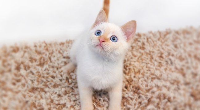 flame point siamese kittens near me