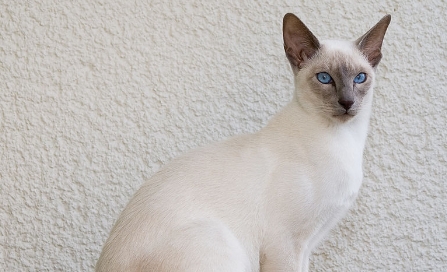 cfa siamese