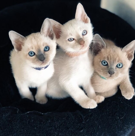 albino siamese