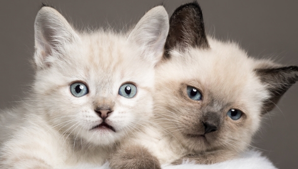 albino siamese kitten