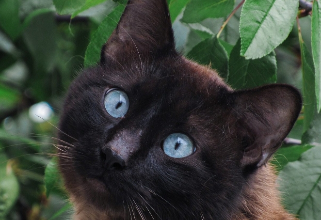 all black siamese cat