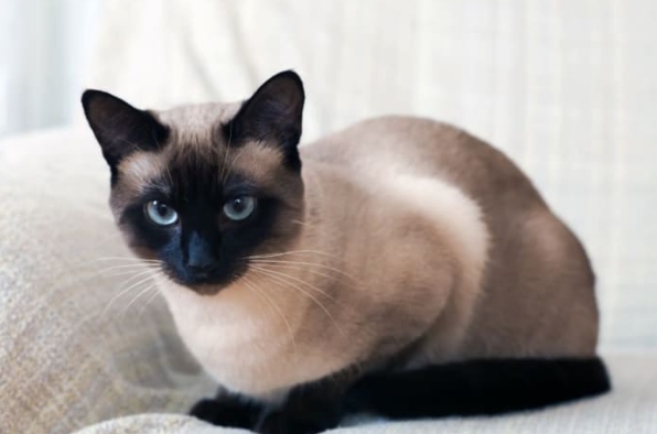 cats related to siamese