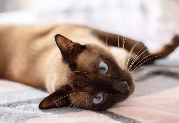 cat siamese cat