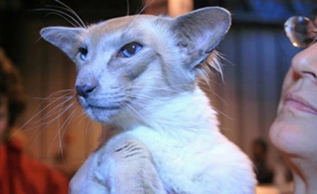 caramel point siamese