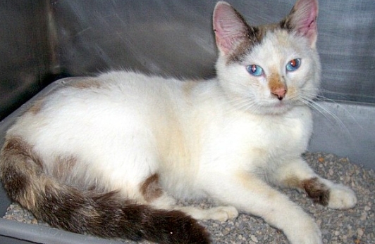 calico siamese