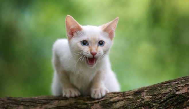 flame point siamese hypoallergenic