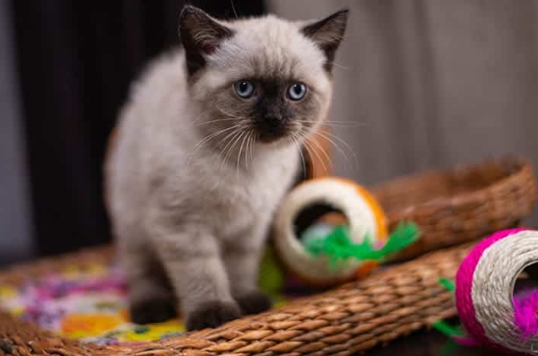 burmese x siamese kittens for sale