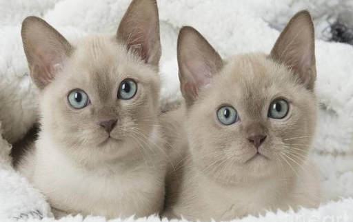 burmese cross siamese cat