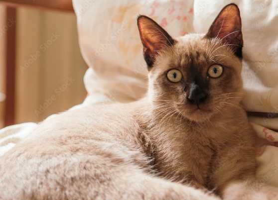 brown siamese cat