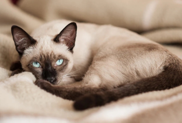 brown seal point siamese