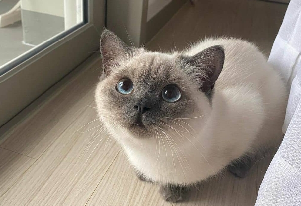 british shorthair x siamese