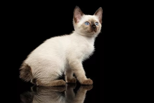 bobtail siamese cat