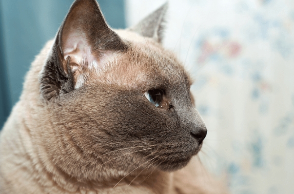 blue tip siamese cat