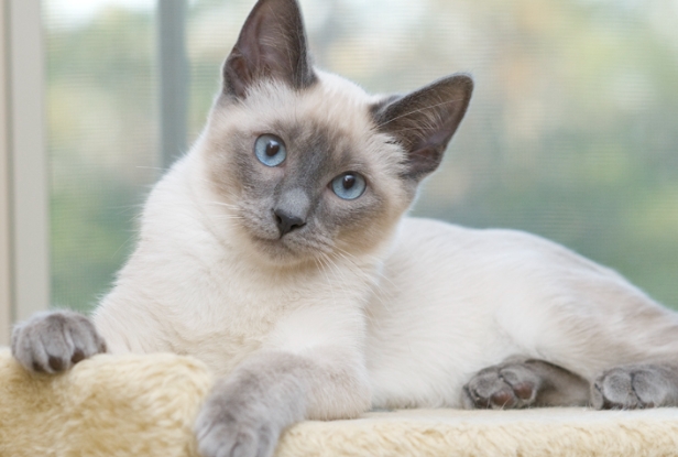 blue siamese cat price