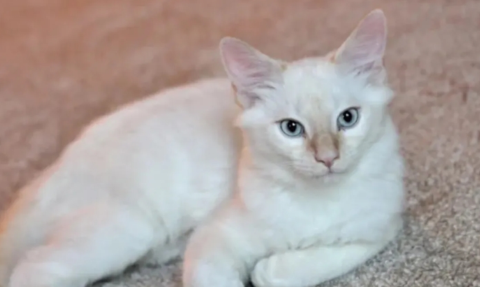 flame point siamese female