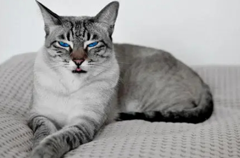 blue point tabby siamese