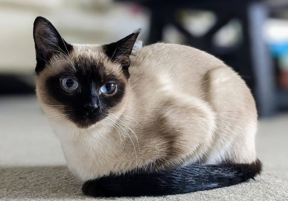 blue point siamese kittens for sale near me