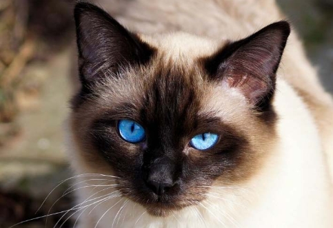 blue point siamese cat price