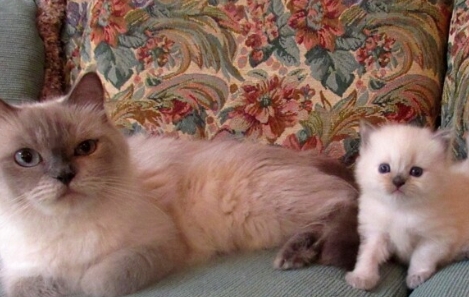 blue point kittens