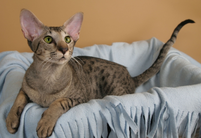 blue oriental shorthair cat