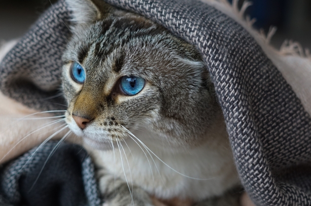 blue lynx siamese