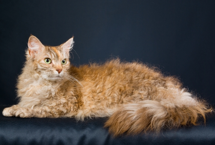 blonde siamese cat