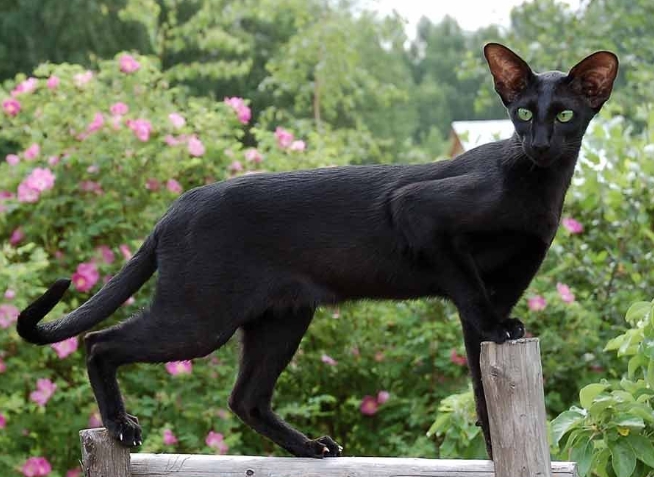 black point siamese cat