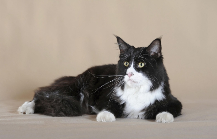 black and white siamese