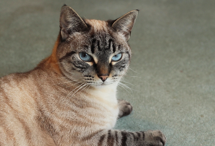 bengal siamese