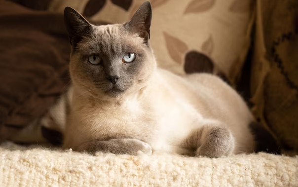 beige siamese cat