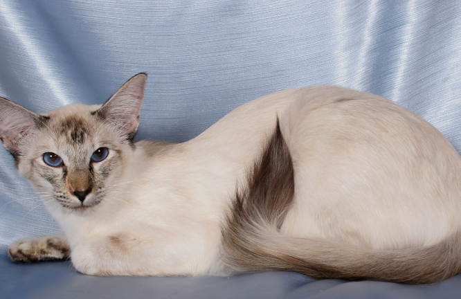 balinese siamese