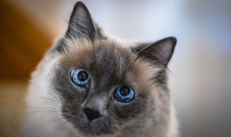 asian siamese cat