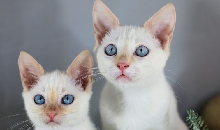 apricot point siamese