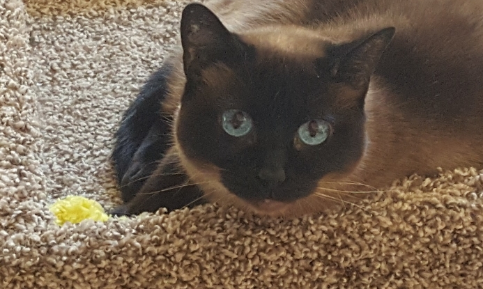 applehead siamese for sale near me