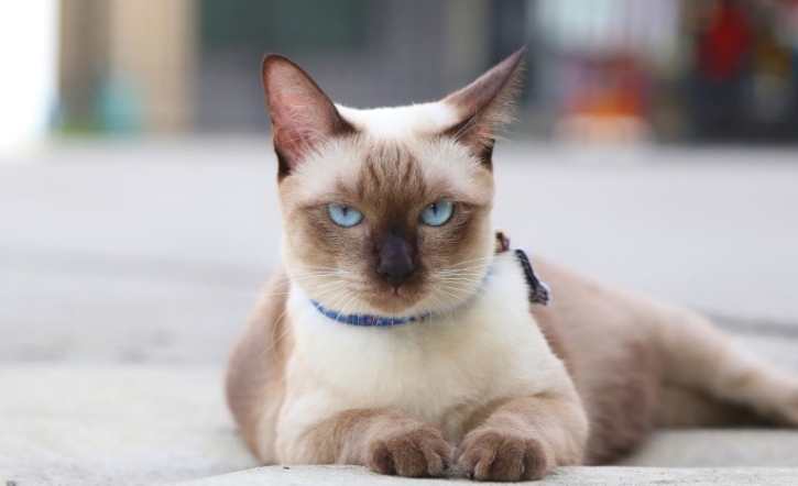 applehead seal point siamese