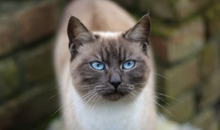 apple siamese cat