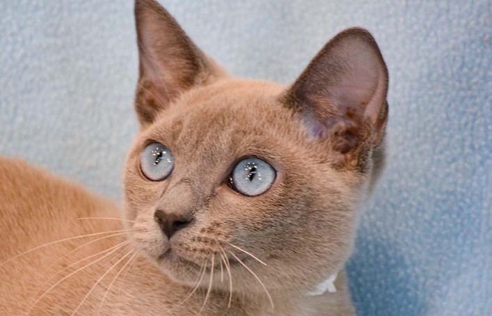 apple head siamese cat