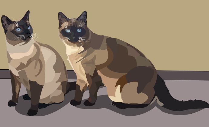 animated siamese cats