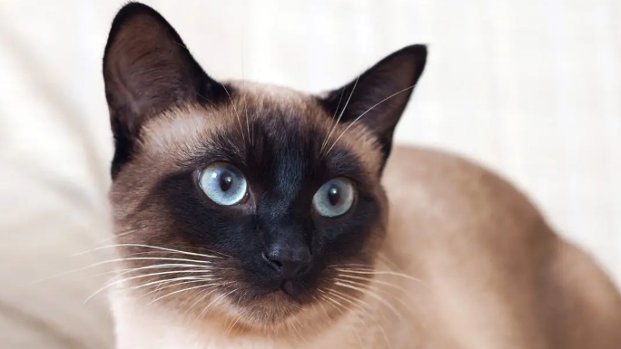 a siamese