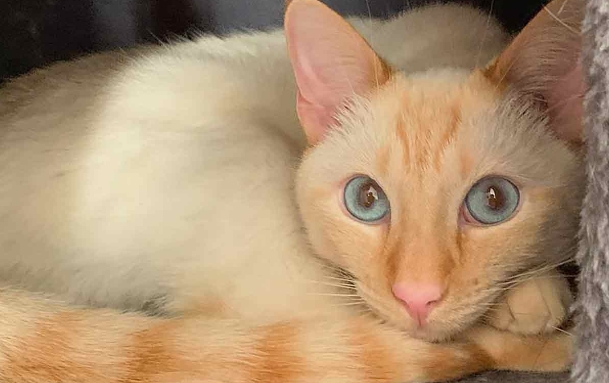 flame point domestic shorthair