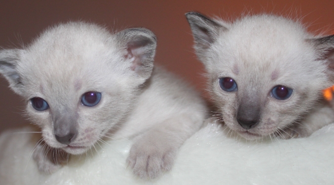 3 week old siamese kittens