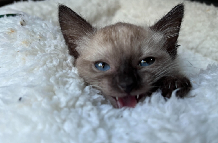 2 month old siamese kitten