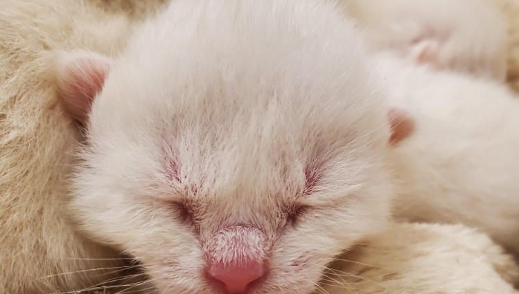 1 week old siamese kittens